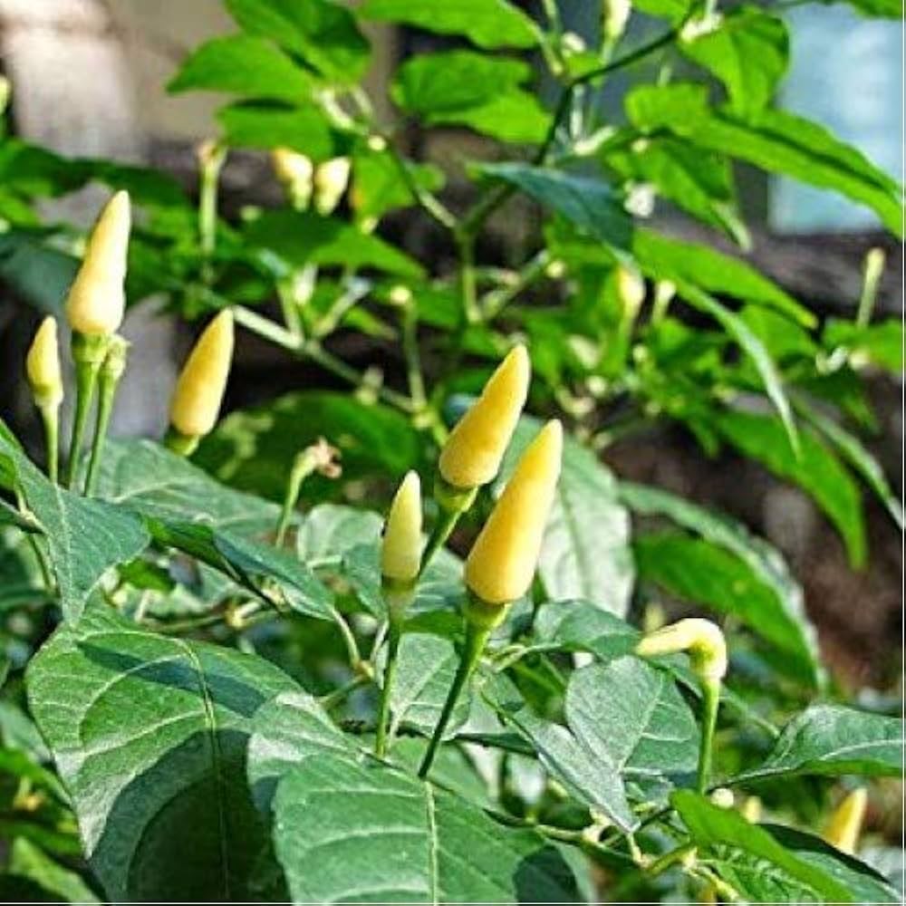 White Thai pepper plant grown from seeds with slender, ivory-white hot peppers